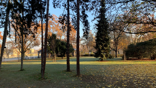 "Bäume auf dem Campus der JGU Mainz"