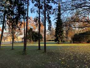 "Bäume auf dem Campus der JGU Mainz"