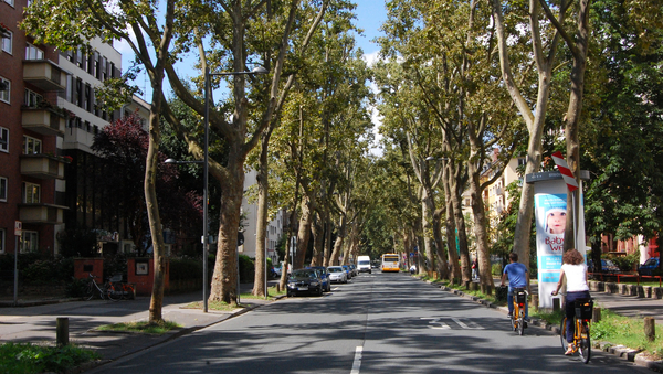 Eine Straße. Auf der Straße Autos und Fahrradfahrer. Links und rechts Bäume.