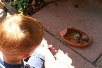 Der Hinterkopf eines kleinen Jungen, der auf einen Keramikuntersetzer schaut, auf dem zwei Weinbergschnecken kriechen.